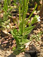 Arabis Stelleri var. Japonica (fam. Cruciferes) (4) (Photo F. Mrugala)